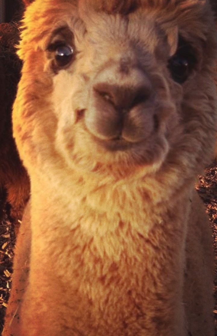 Alpaca Love