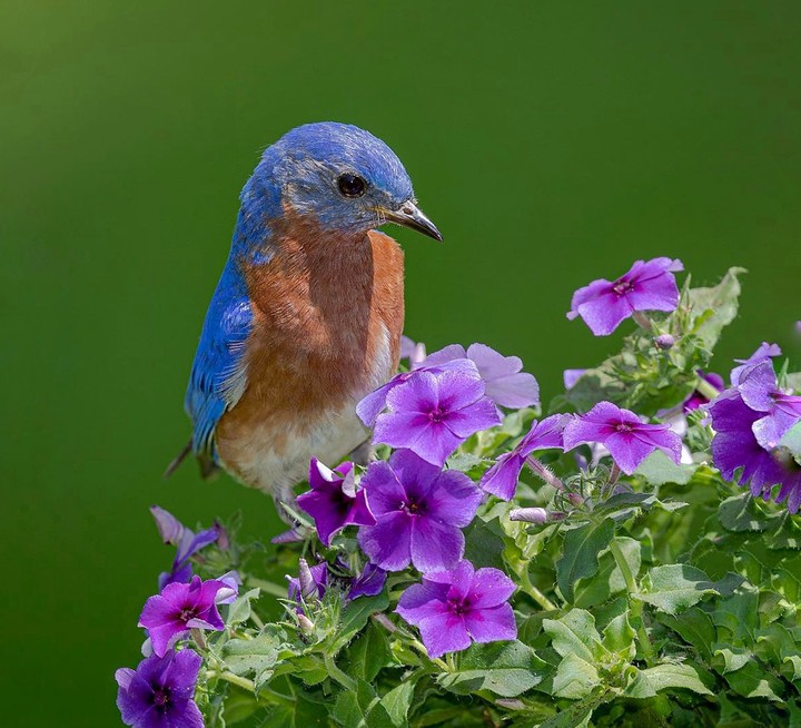 bird & flower