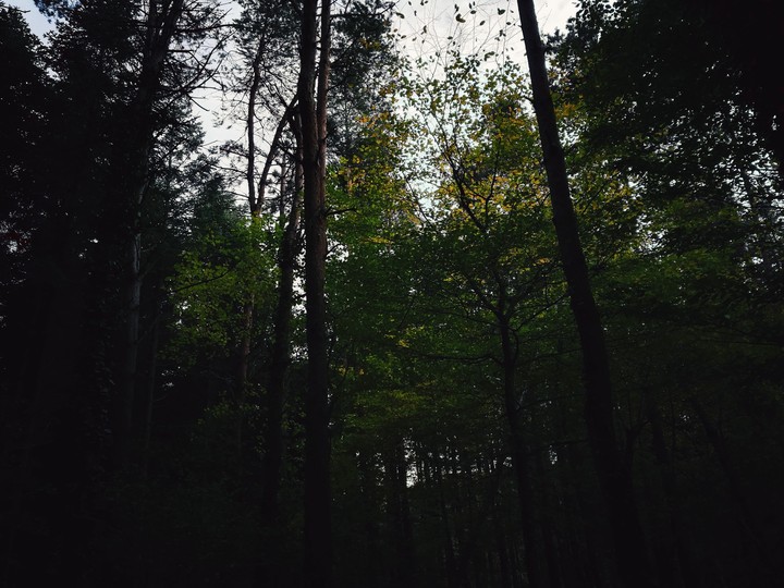 FOREST