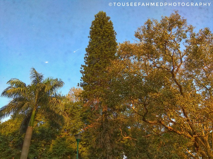 Nature