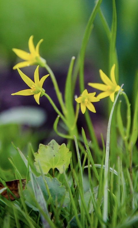 тапети grass, gagea