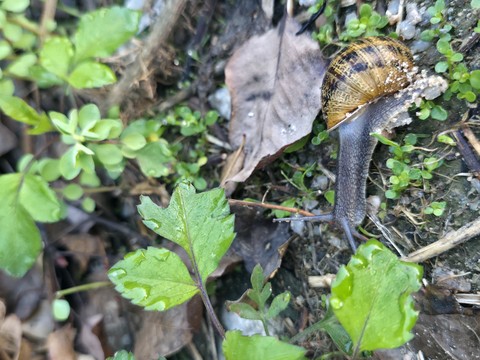 Gastropods, Green, Snail