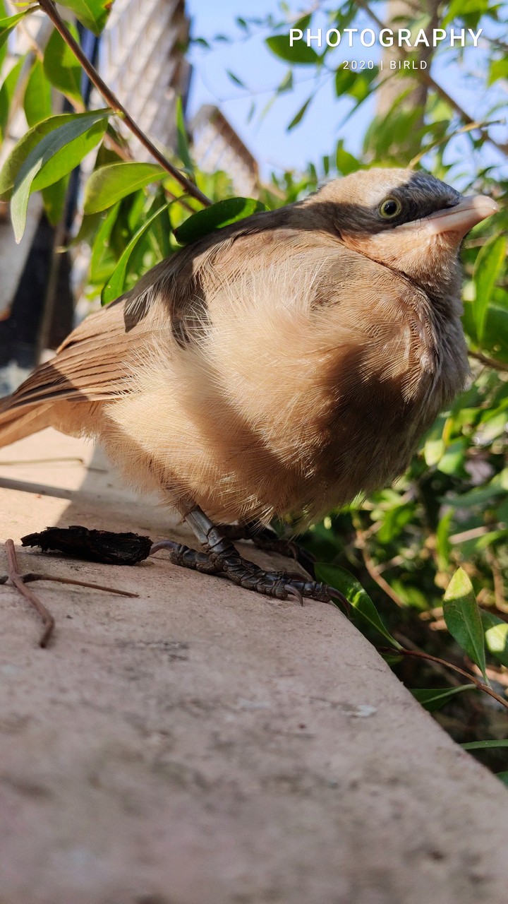 bird