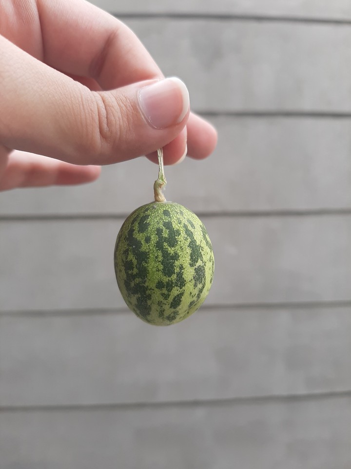Mini Melon