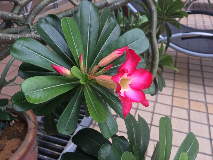 Unknown Flower
