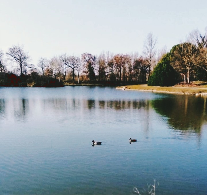 Patos.