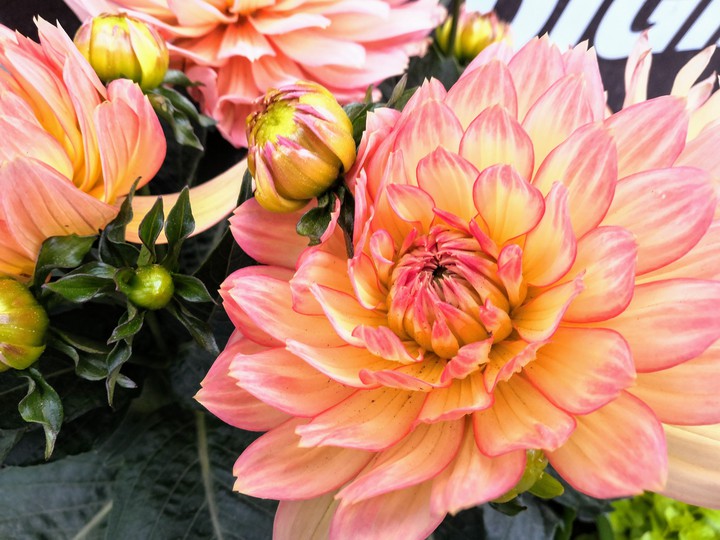 flower
