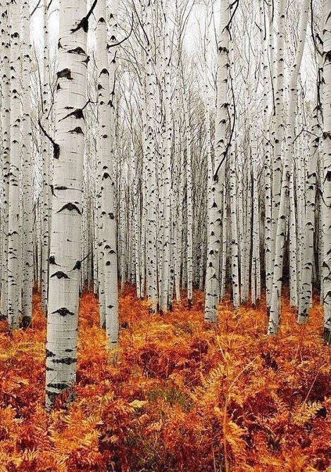 My lovely forest