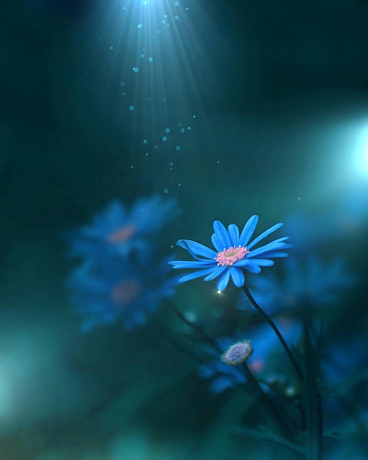 Daisy