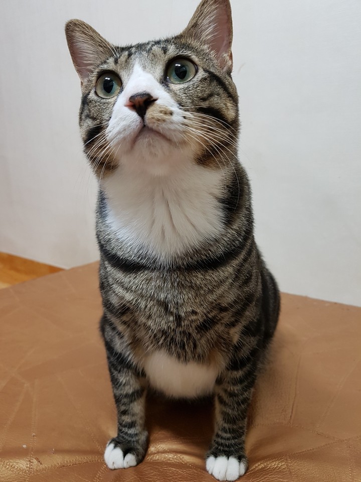 꺼돌