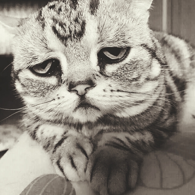 CAT_sama