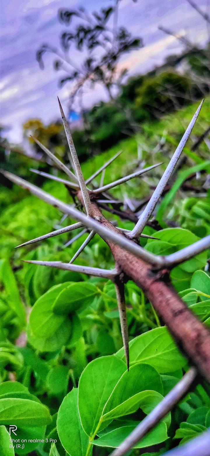 my photographing (Rj)