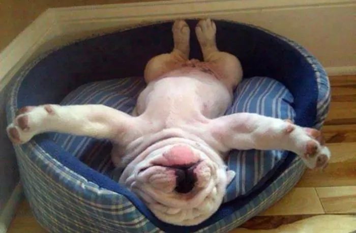 kkkk...dog