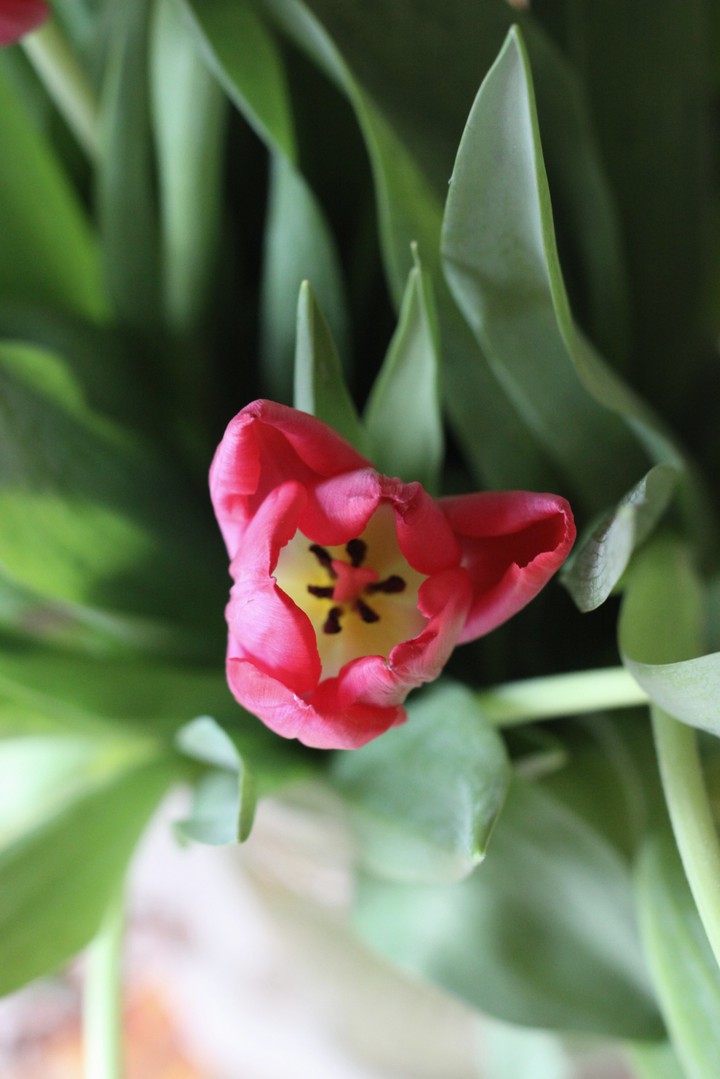 Tulip