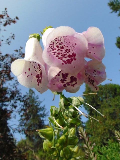 foxgloves, wildflower wallpapers