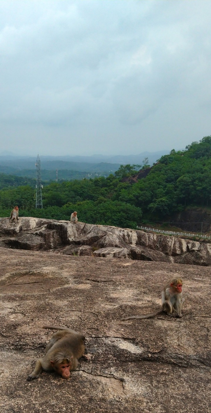 Monkey clan