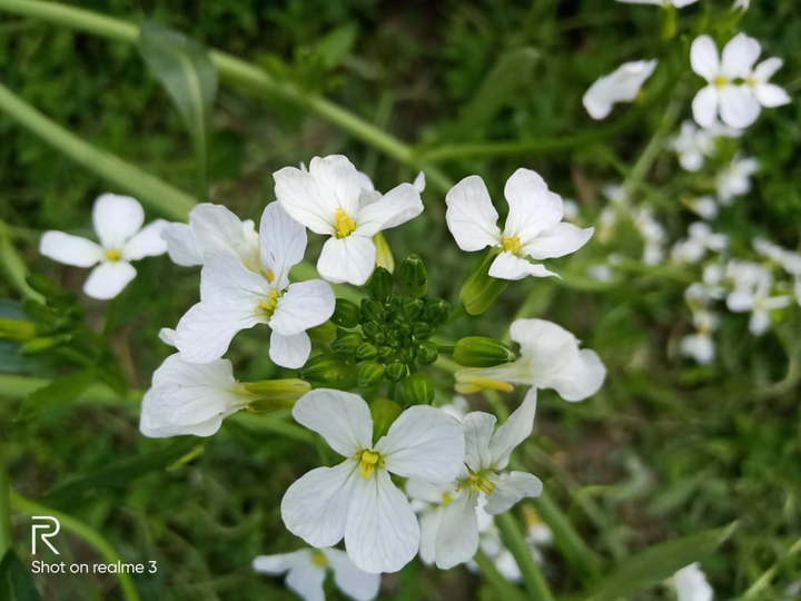 white flowers with love ?