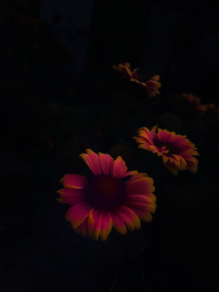 Flowers in the Dark