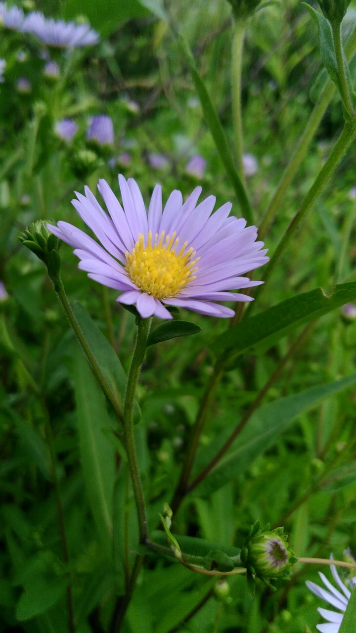 purple