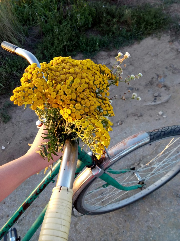 tanacetum пижма
