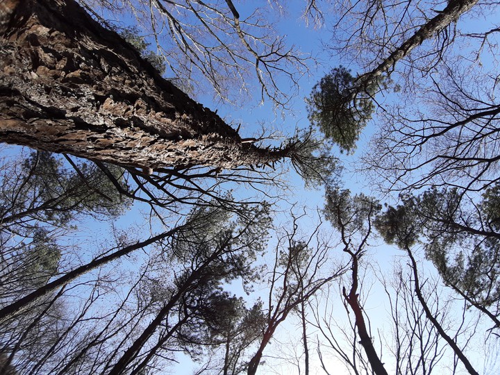 tree