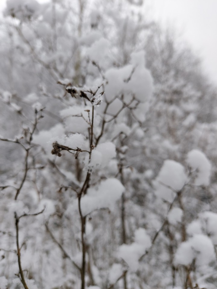 snow
