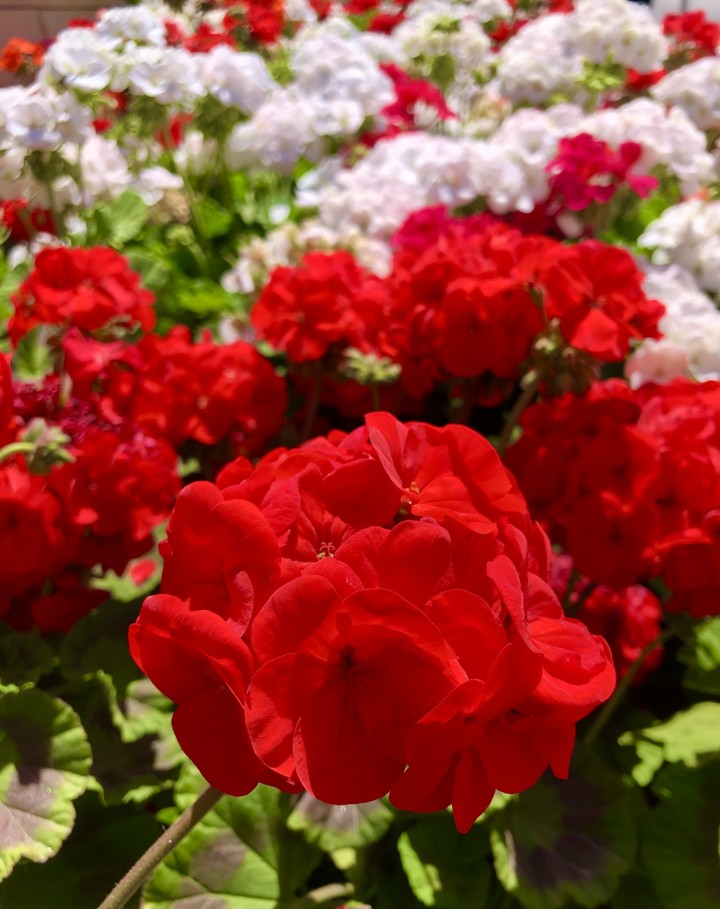 Flores Rojas