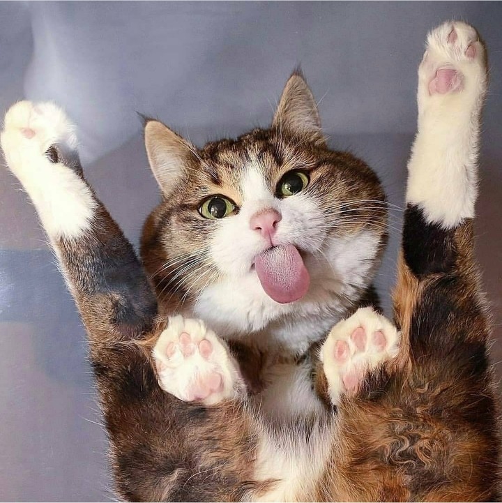 Funny cat?