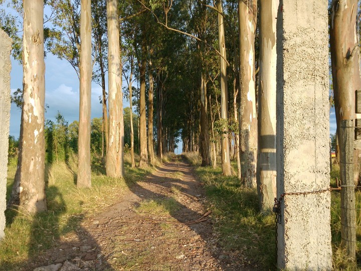 camino