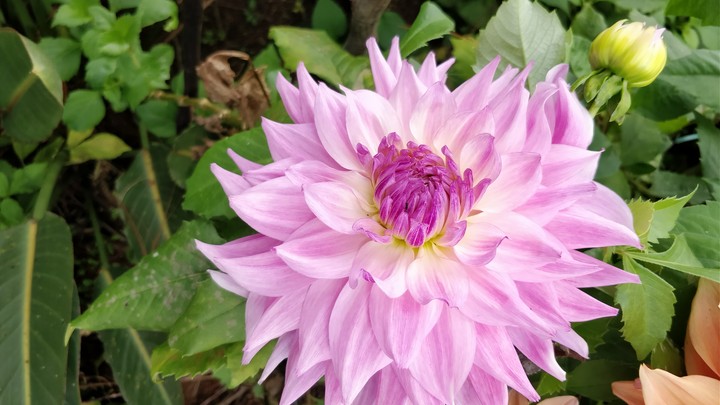 dahlia pink