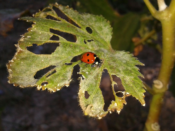 Ladybug..
