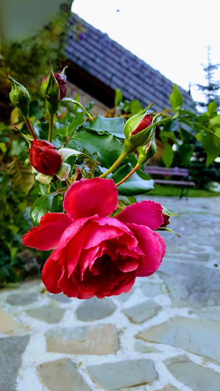 Rose