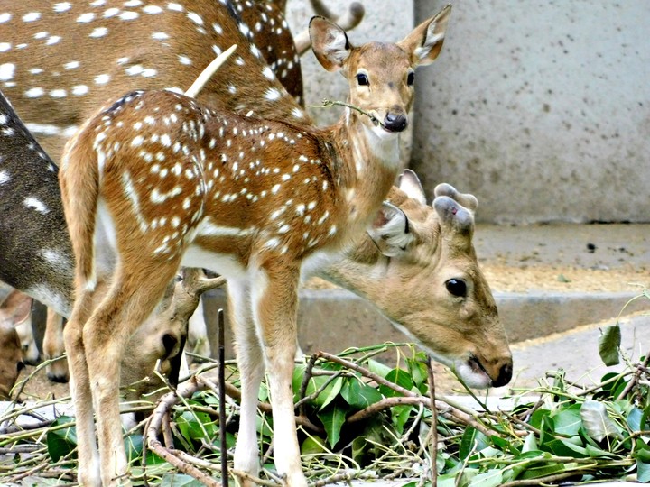 deer