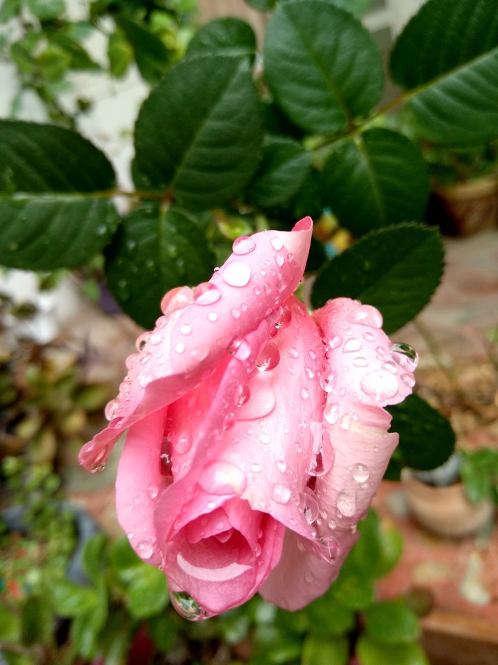 Rainy dey