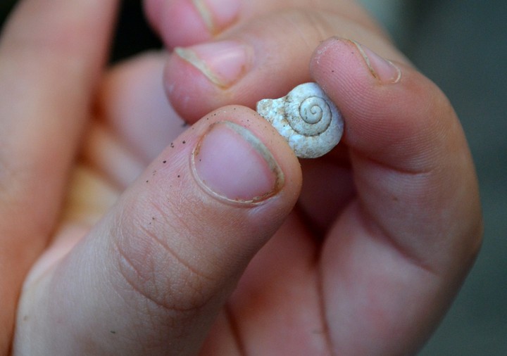 Shell