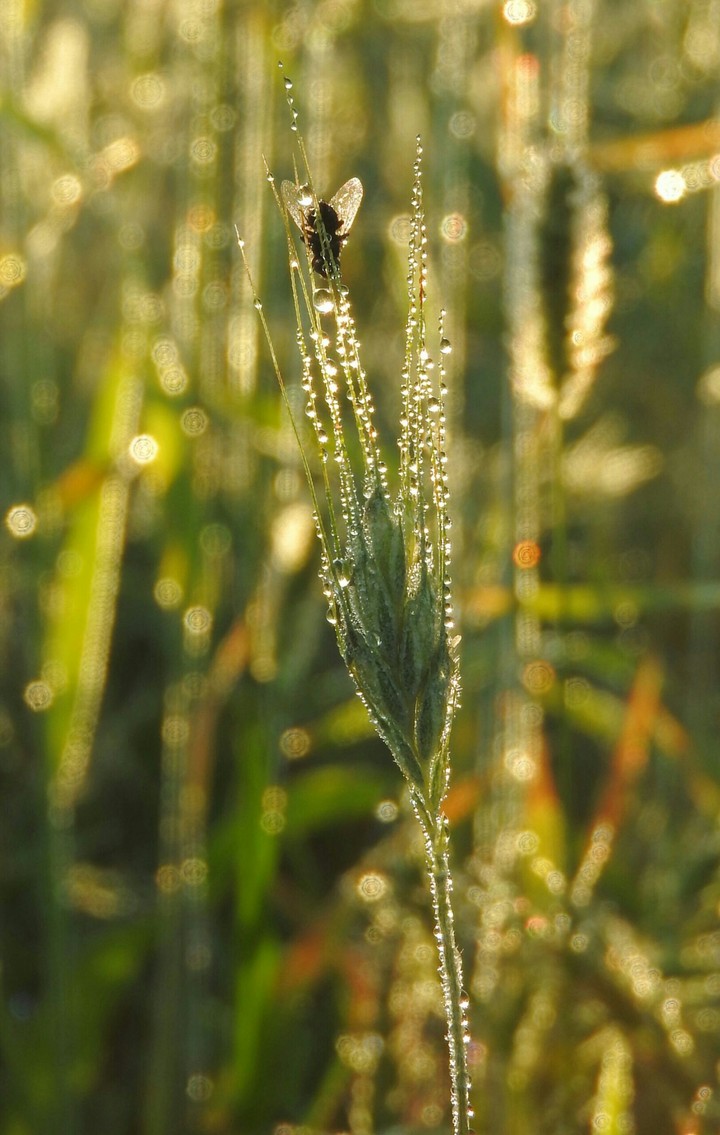 Little fly on the little wheat.