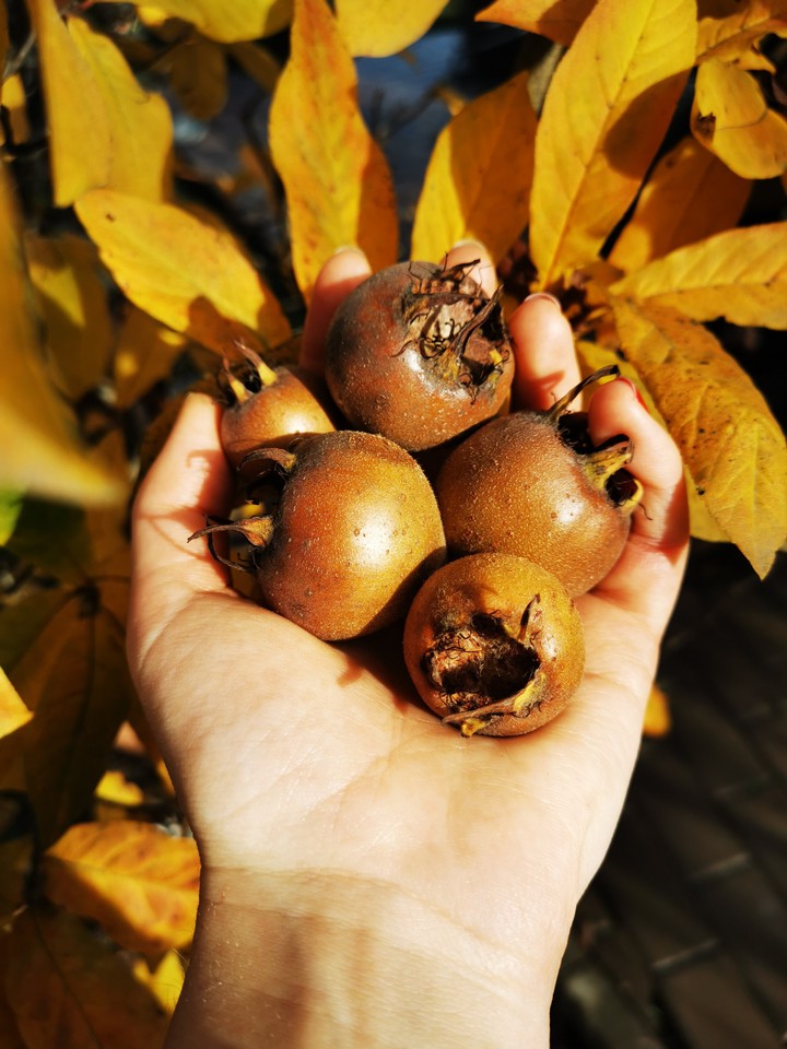 autumn