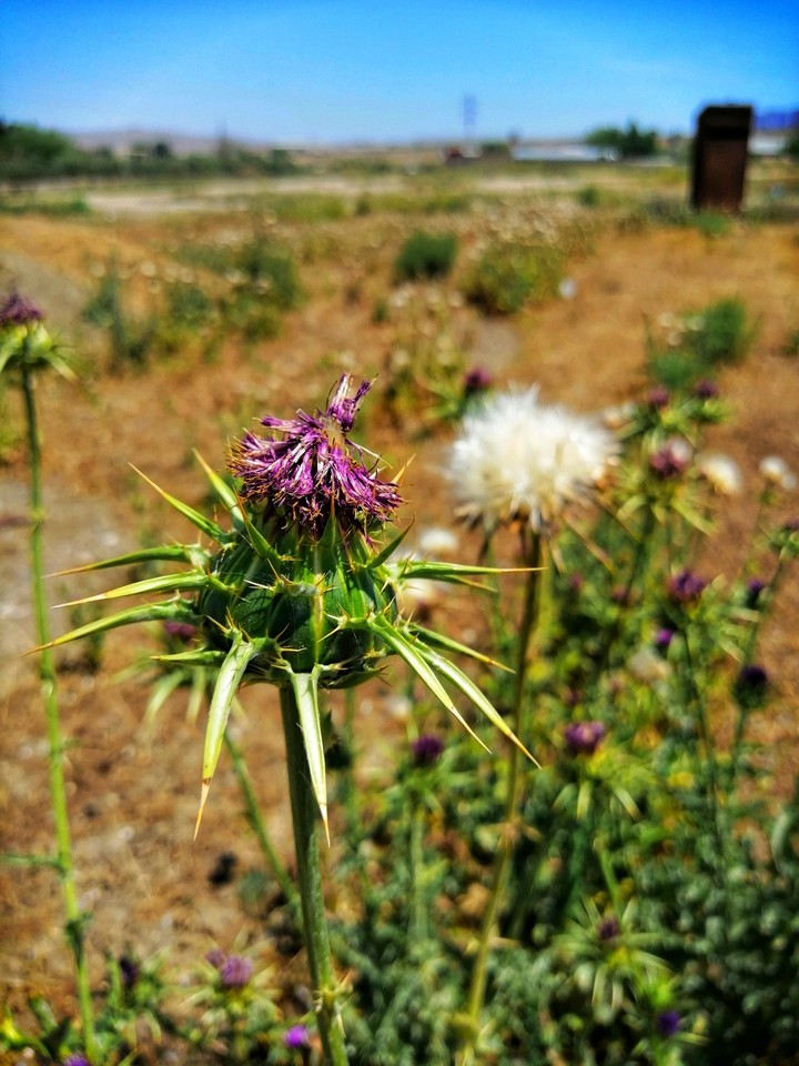 Thistle