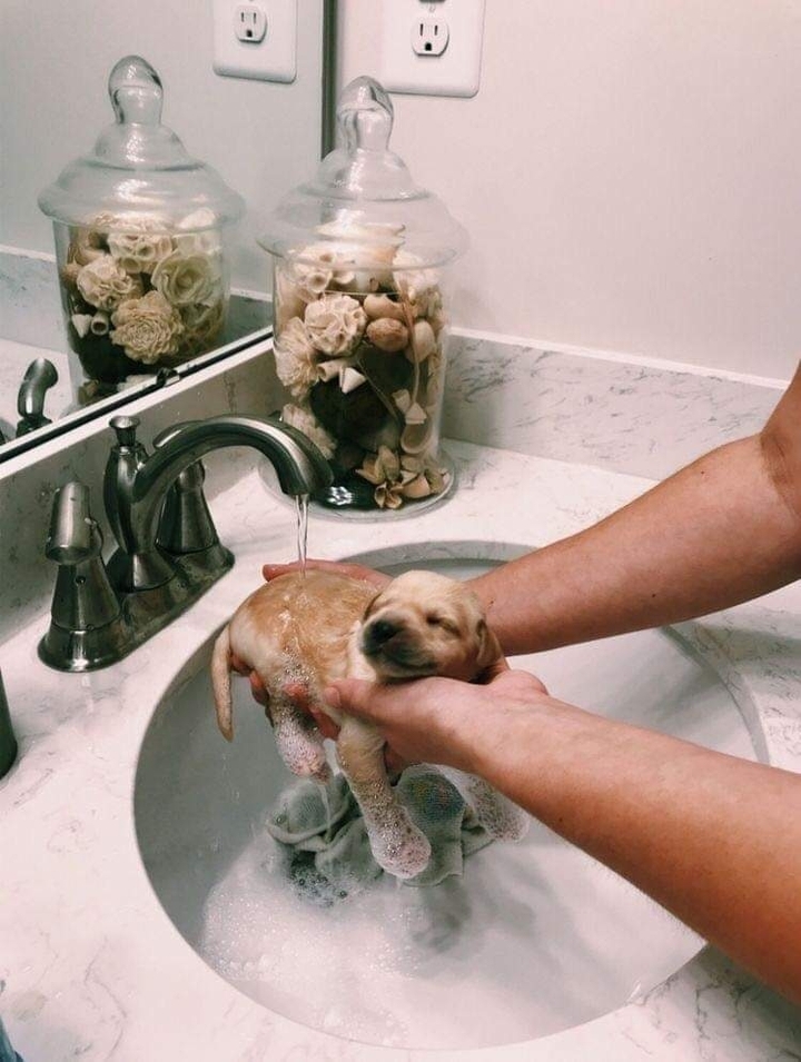 Litle Dog