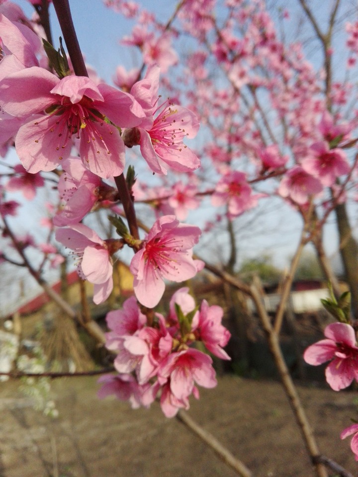 New spring