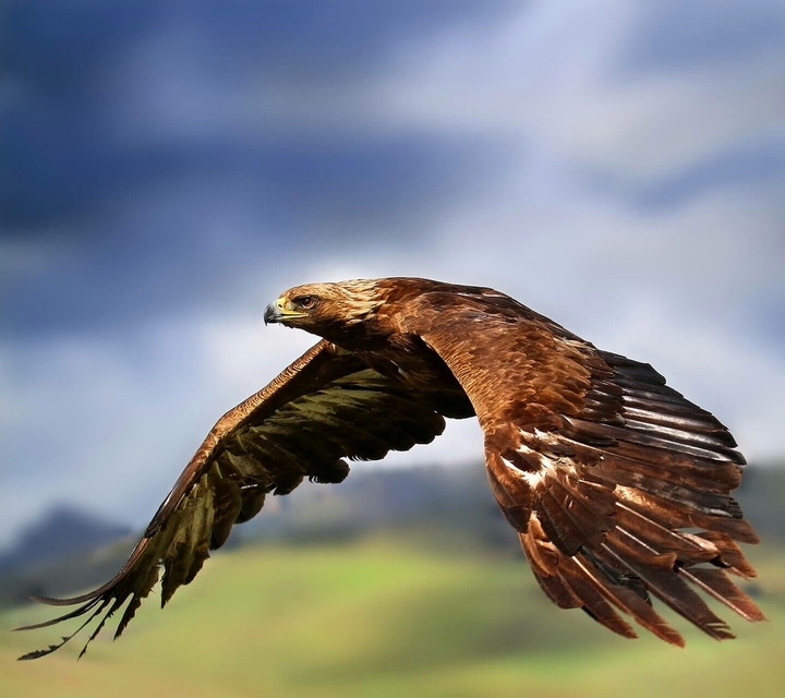 Flying Falcon