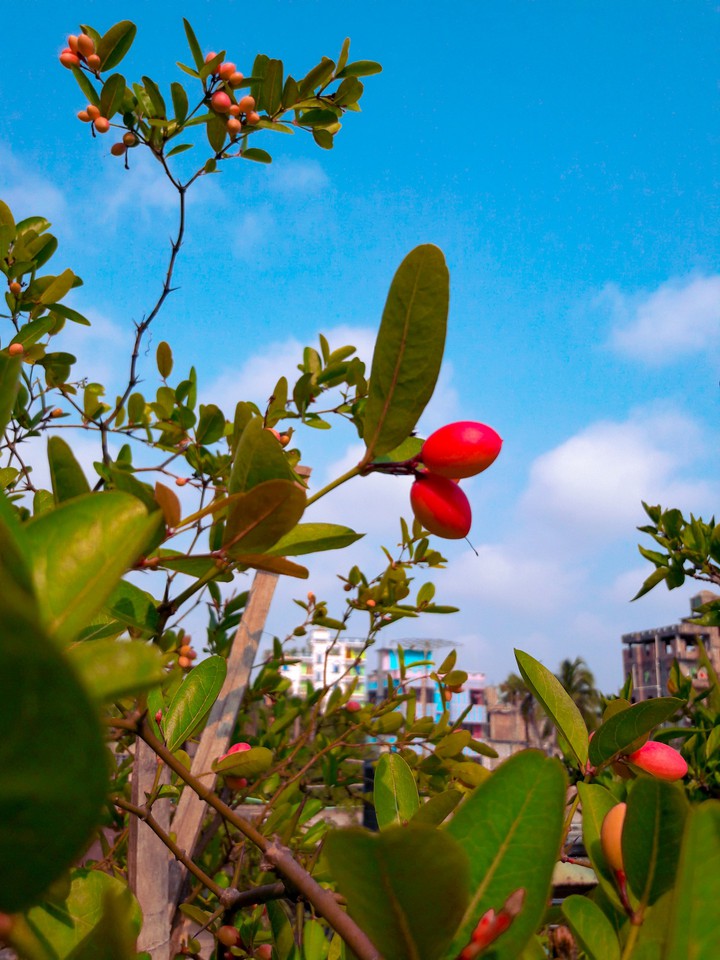 Berry