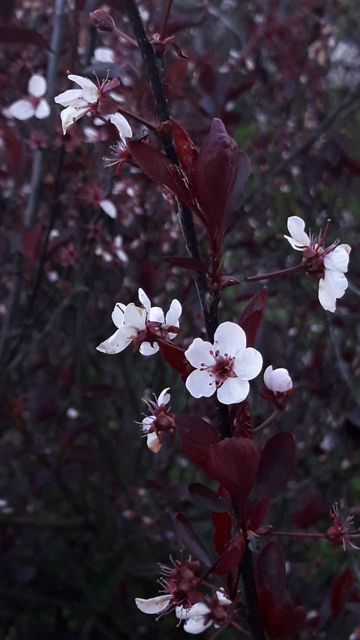 White Flowers