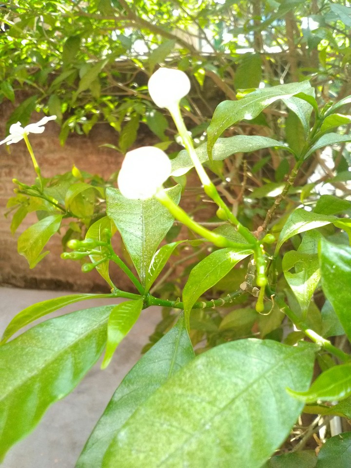 Flower buds