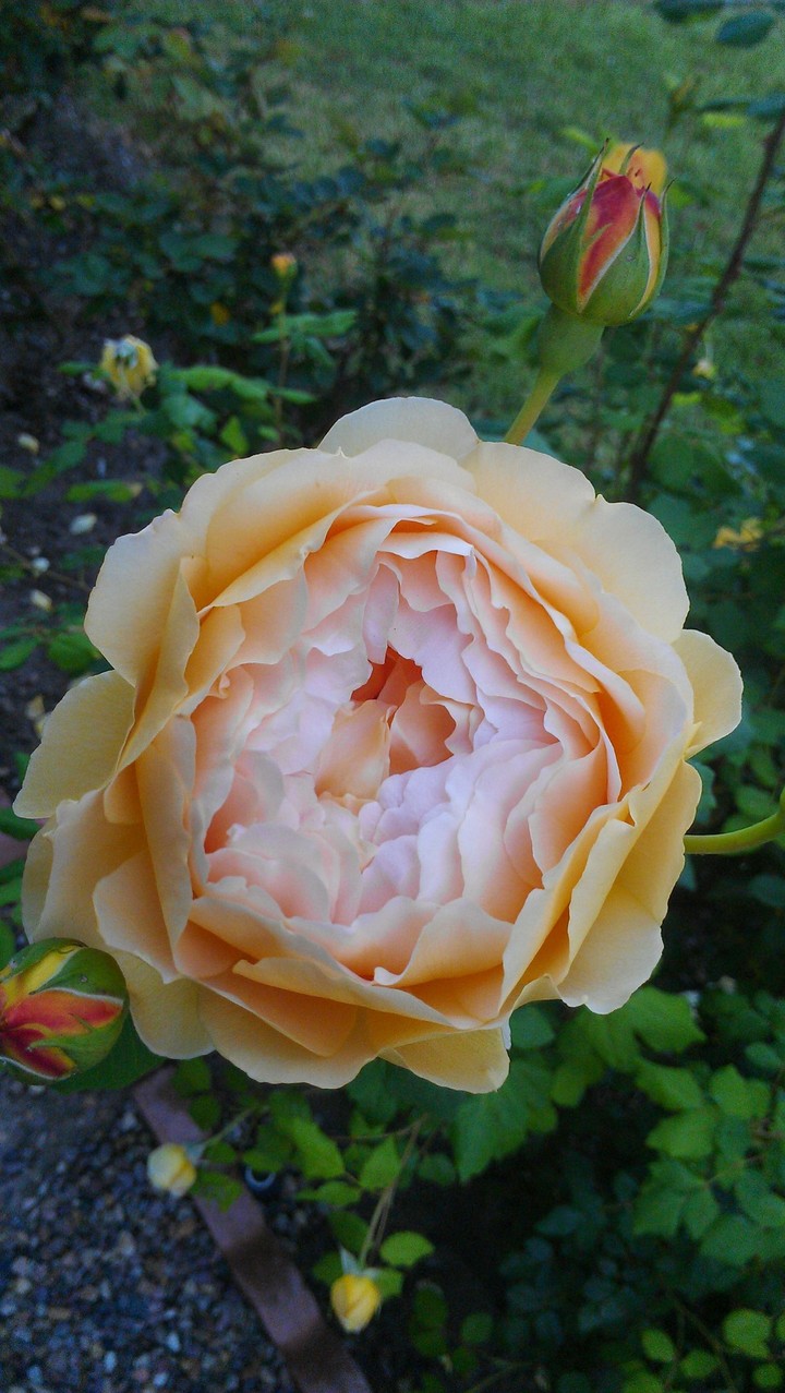 Rose