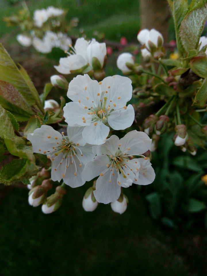 Spring