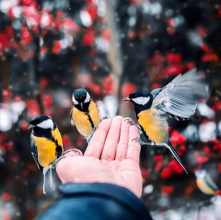 birds
