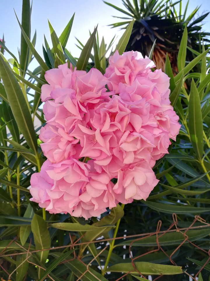 flower
