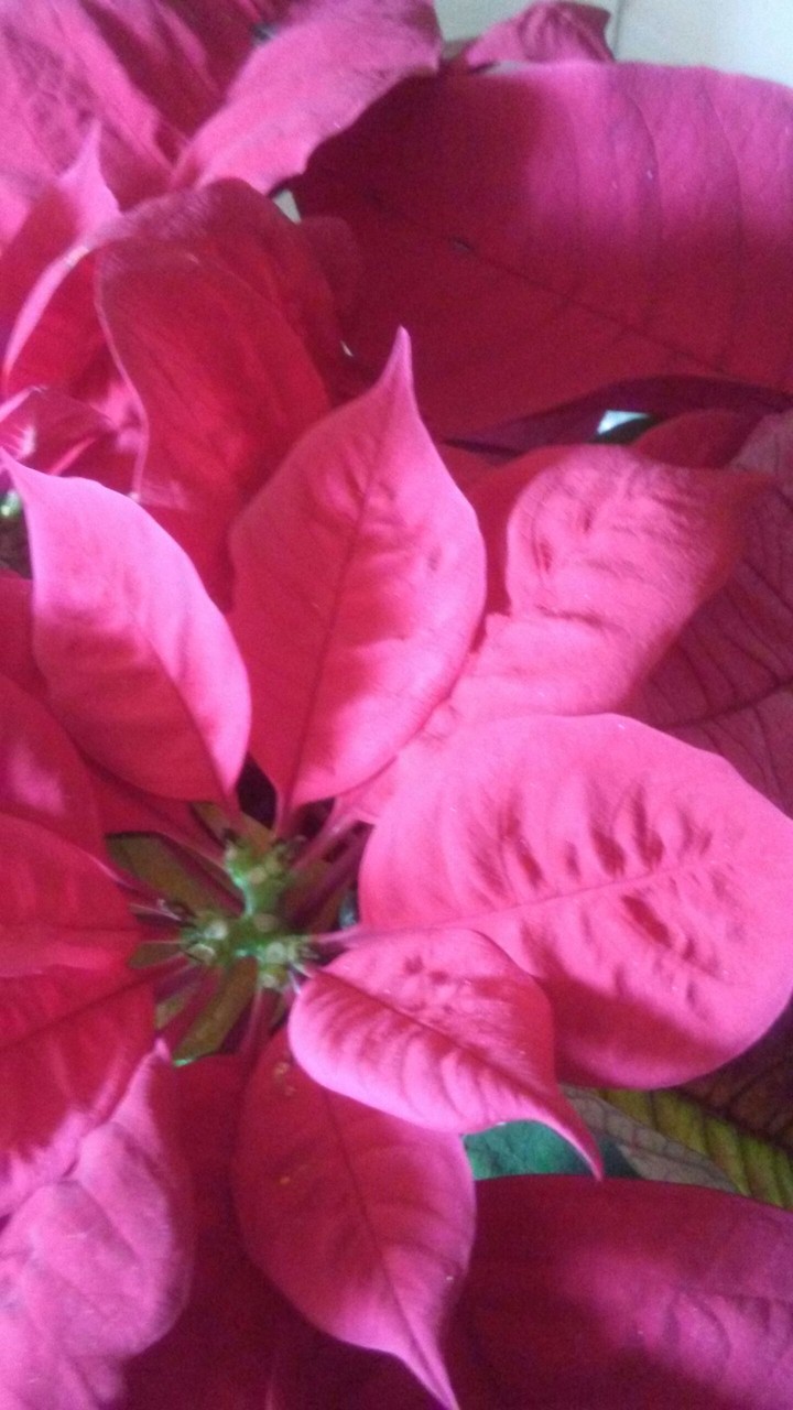 pink poinsettias