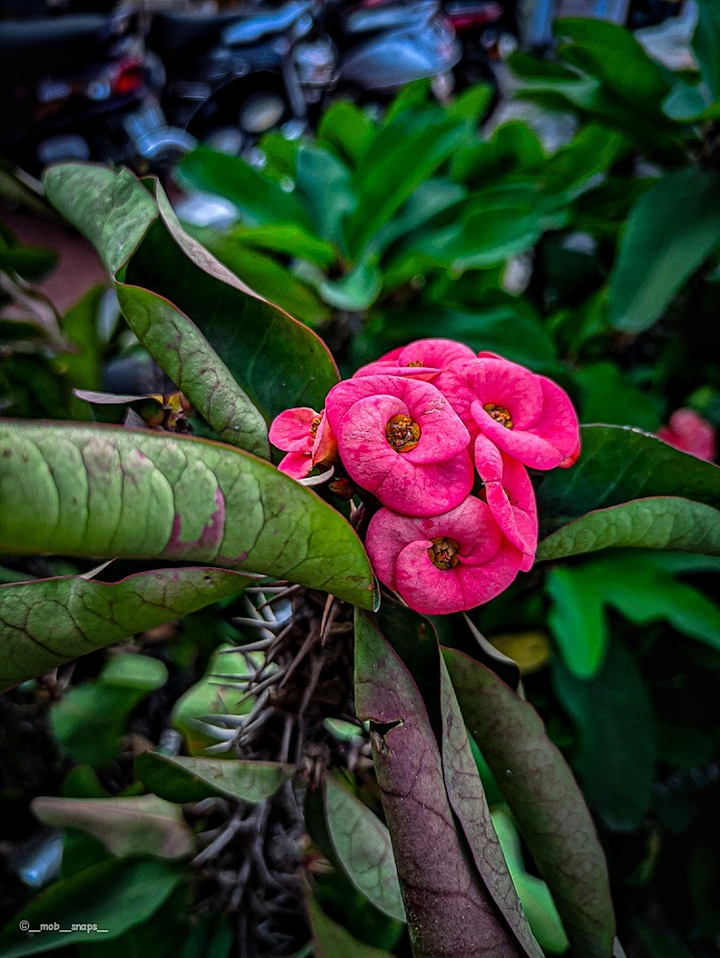 Flower